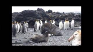 Focas estão estuprando pinguins [upl. by Whetstone]