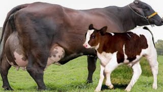 Girlando Cow Vs Indian Gir Cow  World Highest Milking Record [upl. by Ettevol671]