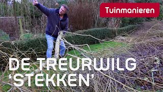 De wilg stekken Huh  Plantenkennis  Tuinmanieren [upl. by Ueih]