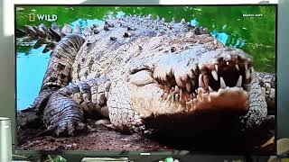 American Crocodile  When Predators Attack  Nat Geo Wild [upl. by Annayehc]