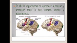 El Analfabetismo Funcional [upl. by Annodal]