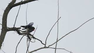 파랑새 짝짓기 Oriental Dollarbird mating  Eurystomus orientalis [upl. by Enelaj]