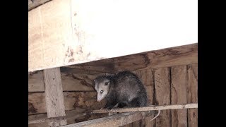 Opossum in the coop Killing chickens [upl. by Dnalyram89]