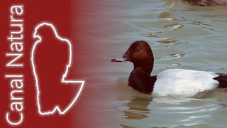 Porrón europeo Aythya ferina Common Pochard [upl. by Berte]