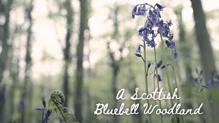 A Scottish Bluebell Woodland [upl. by Rot476]