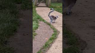 Ring tailed lemur [upl. by Server]