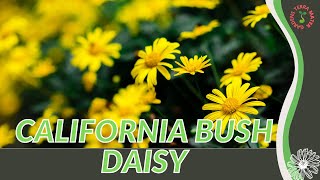 How to grow CALIFORNIA BUSH DAISY in 1 Minute History Growing Nutrition Companion Planting [upl. by Chao]