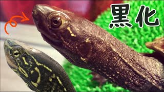 【3年後】クサガメ 黒化の進捗状況 クサガメベビーつくの成長記140 Reeves turtle melanism 亀 かわいい メラニズム メラニスティック 成長 亀飼育 [upl. by Narod]