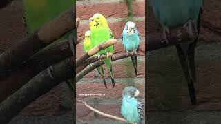 budgies budgerigars parakeets parkieten lovebirds grasparkieten aviary birds budgerigar [upl. by Ahsemik]