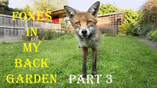 Foxes in my Back Garden Part 3 [upl. by Nevur]