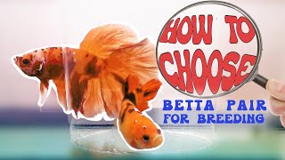 How to Choose Betta Fish Pairs for Successful Breeding [upl. by Heyes864]