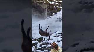 Markhor beautiful wildlife amazing قرآن animals ياسرالدوسري قران nature greenscreen [upl. by Proulx324]