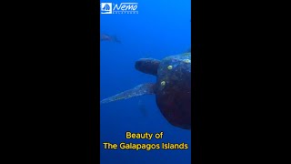 Galapagos Islands [upl. by Nnylram357]