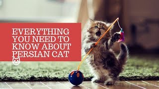 Everything You Need to Know About Persian Cats Interesting Facts About CatsMykittenin [upl. by Ender]