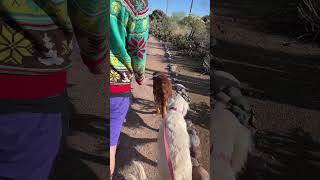 White amp golden retrievers walk AZ nature trail [upl. by Etnoed567]