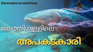 Electric eel Electrophorus electricus  ജലത്തിനുള്ളിലെ അപകടകാരി [upl. by Areivax]