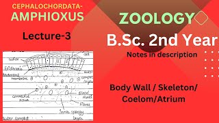 Amphioxus  BSc Zoology 2nd year  Lecture 3  Notes in Description [upl. by Erdda724]