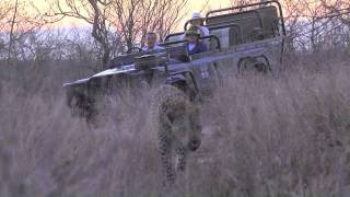 Enormous Male Leopard Vocalising  Londolozi [upl. by Alexandros]