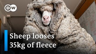 Wild sheep rescued in Australia shorn of 35kg fleece  DW News [upl. by Alderman]