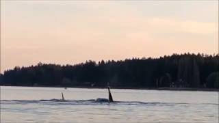 Kayaking with Orcas in Allyn WA [upl. by Myron]