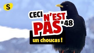 Ceci nest pas un choucas 48 [upl. by Tranquada]