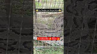 viralvideo shortvideo Snake Russells Viper  Ye snake na Keya Kiya [upl. by Eidak270]