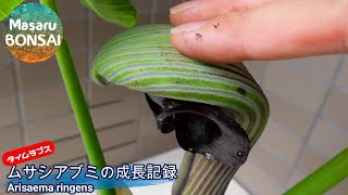 【タイムラプス】 盆栽 ムサシアブミ（武蔵鐙）ってなんだ！？ Arisaema ringens timelapse 202144 [upl. by Catarina]