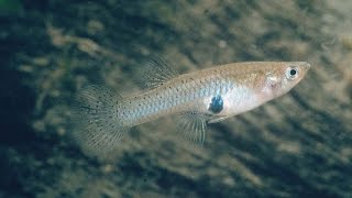 Species Profile  34  The Western Mosquitofish Gambusia affinis [upl. by Alyce398]