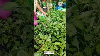 Home made pesticide for chilli plant youtubeshorts shorts organicfarming [upl. by Oiraved]