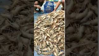 Gaint Fresh Water Prawn Harvest amp Grading [upl. by Frager]