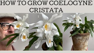 How to grow Coelogyne cristata this cool grower is a VERY easy to flower once you get you basics [upl. by Ainomar]