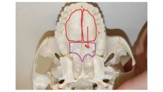 How to Biology amp Anatomy Skull hard palate [upl. by Robertson]