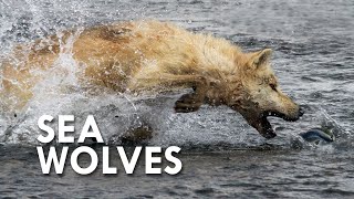 Sea Wolves When Mammals Go to Sea [upl. by Atcele]