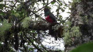 CANTO DEL TROGON COLLAREJOCOLLARED TROGONTrogon collaris [upl. by Reuven]