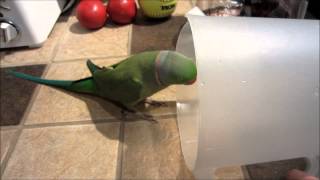 Indian Ringneck Parakeet likes noses noises and eggs [upl. by Nahamas]