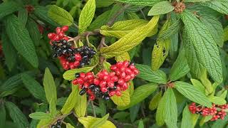 Are Leatherleaf Viburnum fruit edible Viburnum rhytidophyllum [upl. by Anh]