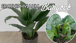 Spathiphyllum Bangkok Propagation [upl. by Anauqaj681]