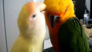 Jenday Conure and Lovebird Grooming [upl. by Rolat]