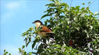 Burchells Coucals calling [upl. by Sidwel]