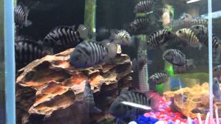 Convict cichlid Amatitlania nigrofasciata [upl. by Nnylatsyrc]