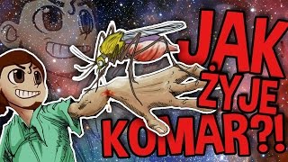 JAK ŻYJE KOMAR [upl. by Ellehcin552]