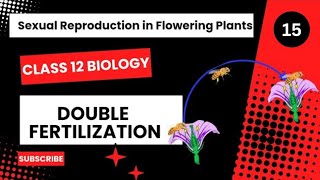 Fertilization  Double Fertilization  Sexual Reproduction in Flowering Plants Class 12 Biology [upl. by Eiuqram315]