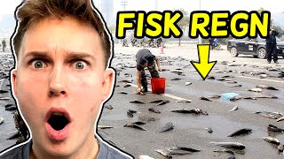 DET REGNER MED FISK [upl. by Rosane139]