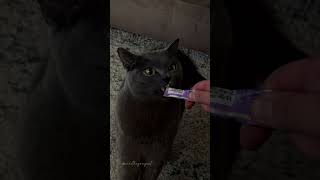 someones madly in love with his liquid snack 😂 catshorts catvideos chartreux cute cat [upl. by Ibrik]