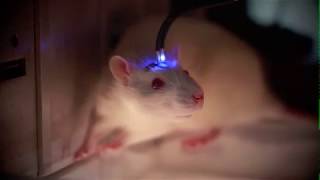 Stimulating desire optogenetic stimulation of the central amygdala [upl. by Aissenav]