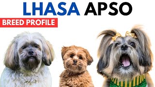 Lhasa Apso Breed Profile History  Price  Traits  Lhasa Apso Dog Grooming Needs  Lifespan [upl. by Lorin]