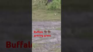 Buffalo grazing grass buffalo videoanimal videotrending video funny viralshorts viralvideo [upl. by Aznerol]