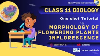 Morphology Of Flowering Plants Inflorescence  Class 11 BIOLOGY  NEET [upl. by Keverne]