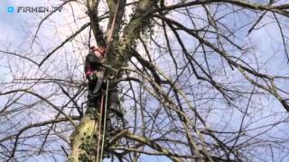 Riechmann Baumpflege in SchauenburgHoofKassel  Obstbaumschnitt Baum fällen Baumsanierung [upl. by Morice]