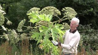 Video identification of Giant Hogweed [upl. by Lekym593]